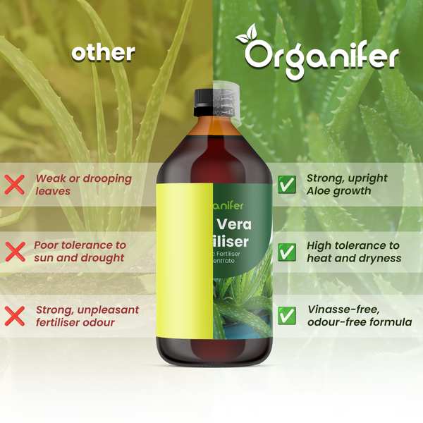 Nahaufnahme einer Aloe Vera Pflanze mit Wassertropfen auf den gezackten Blättern und Organifer Logo.