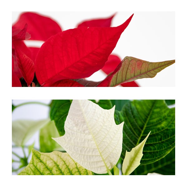 Nahaufnahme einer roten und einer weißen Weihnachtssternpflanze.