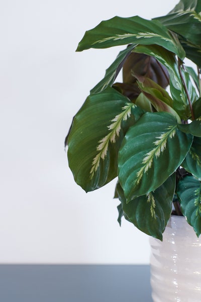 Bloomique - Calathea Medaillon - Pfauenpflanze - Zimmerpflanzen - Luftreinigend - Tierfreundlich - 60-70 cm Hoch - Topf 17 cm