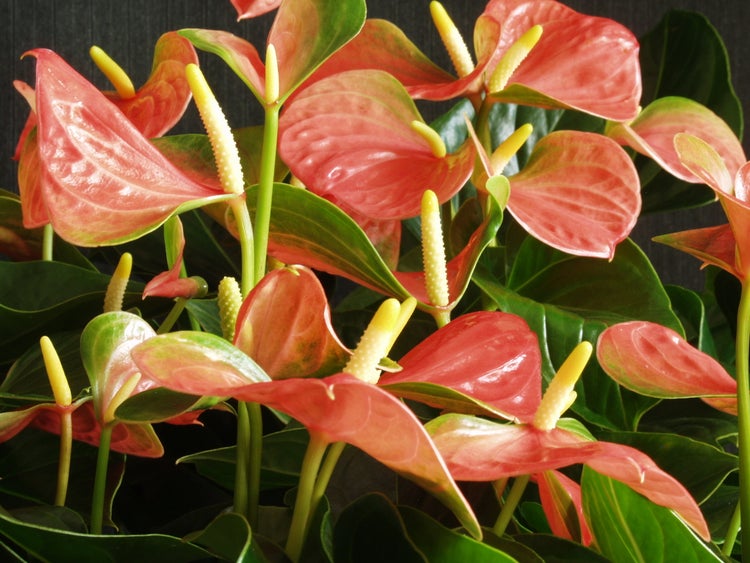 philo burle marx variegata 3.5