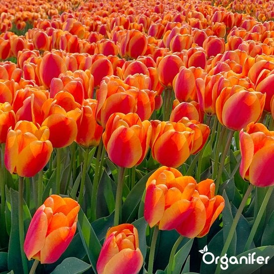 Feld mit Tulpenblüten