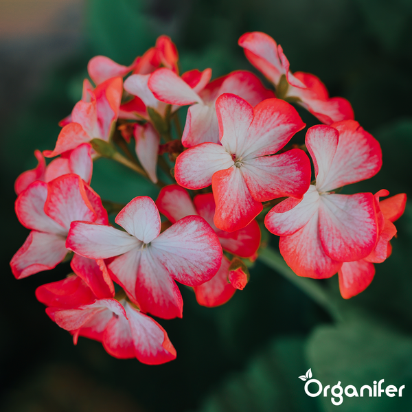 Nahaufnahme von zweifarbigen Geranienblüten mit Organifer Logo.