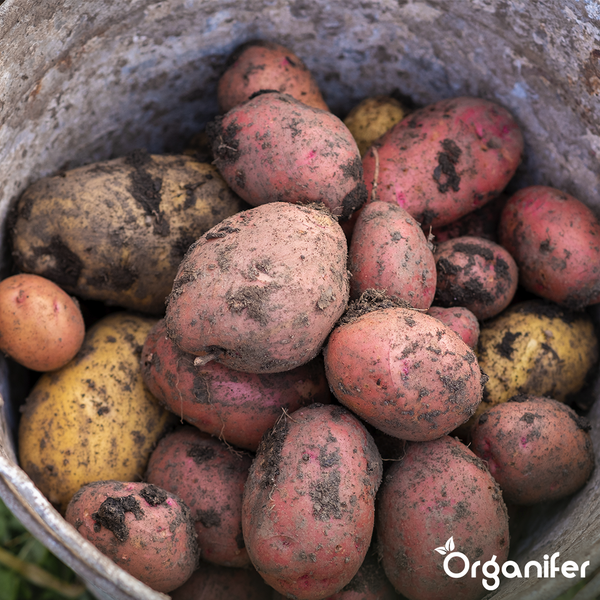 Dekorierter Weihnachtsbaum mit Blumenschmuck und Kugeln