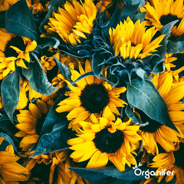 Sonnenblumen-Saatgutpaket - 10 Arten - Organifer