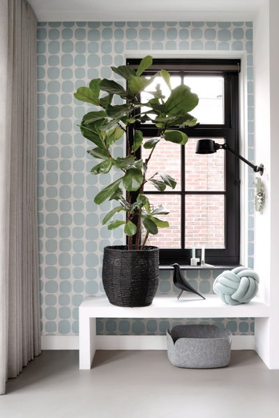 Helles Zimmer mit Feigenbaum im schwarzen Korb, Dekorationen und Fenster