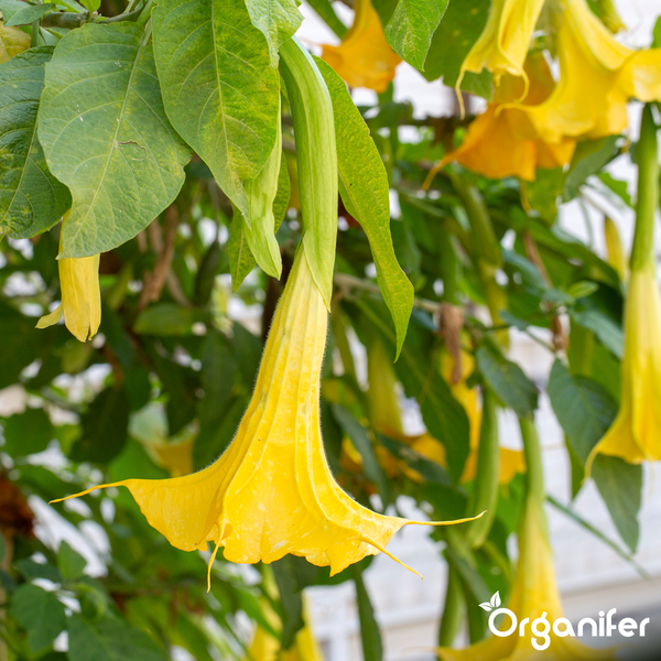 Engelstrompete Brugmansia mit hängenden trichterförmigen Blüten und großen Blättern. Organifer Logo.