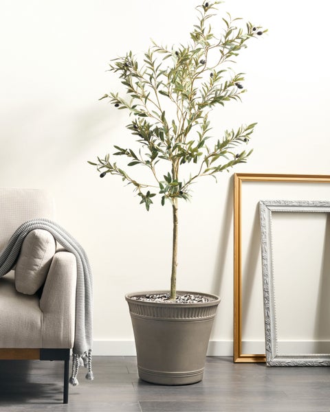 Dekorative Olivenbaum-Pflanze im Topf, Innenraum-Szene