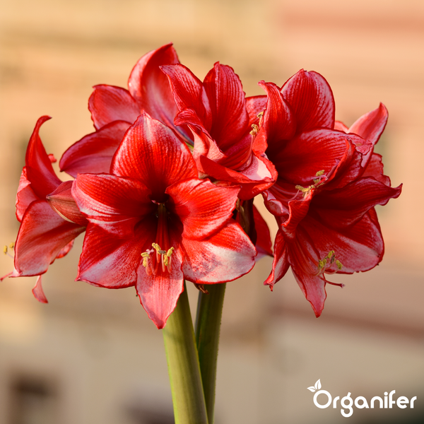 Blühende Amaryllis mit rot-weiß gestreiften Blüten an einem grünen Stängel. Organifer Logo.