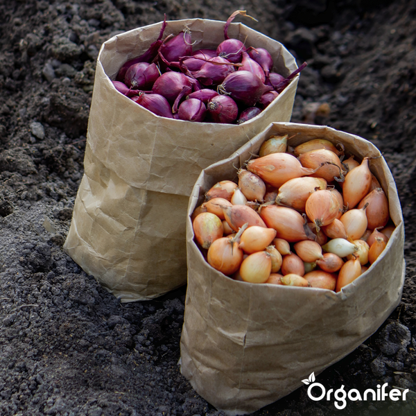 Im Bild sind Grünpflanzen und violette Blüten zu sehen, die in einem Garten gepflanzt wurden.