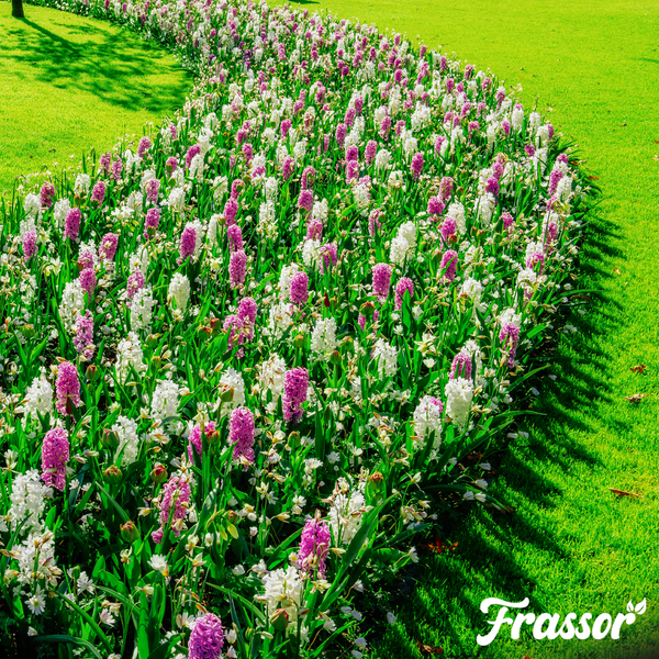 Hell gestaltetes, geschwungenes Blumenbeet mit Hyazinthen in einem gepflegten Rasen. Frassor Logo.