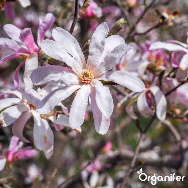 Blühende Sternmagnolie mit weit geöffneten Blütenblättern an einem Zweig. Organifer Logo.