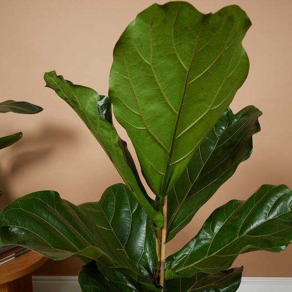Bloomique - Ficus Lyrata - Geigenfeige - Zimmerpflanzen Groß - Pflegeleicht - Luftreinigend - Höhe 80-100 cm - Topf 21 cm