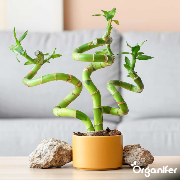 Glücksbambus Dracaena sanderiana mit drei spiralförmigen Stielen in einem gelben Topf auf einem Tisch neben Steinen. Organifer Logo.