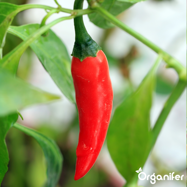 Chilipflanze mit reifen Chilischoten und grünen Blättern. Organifer Logo.