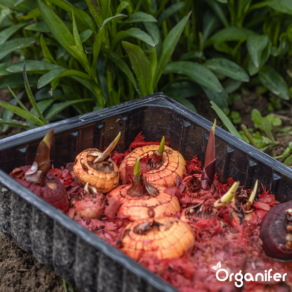 Tauchpumpe von Vonroc im Wasser