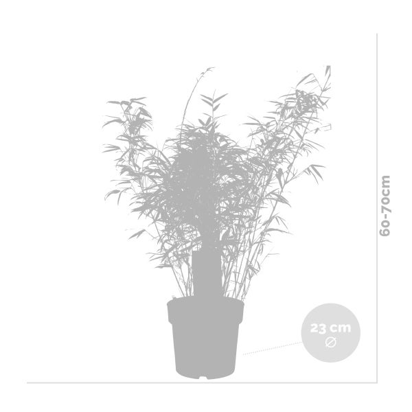 Bloomique - Fargesia Rufa - Bambuspflanze - Nicht wuchernd - Winterhart - Immergrün - Gartenpflanzen - 80-100 cm Hoch - Topf 23 cm