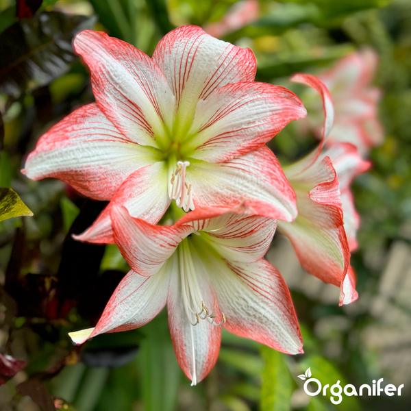 Nahaufnahme von rot und weiß gestreiften Amaryllis-Blüten und Organifer Logo.