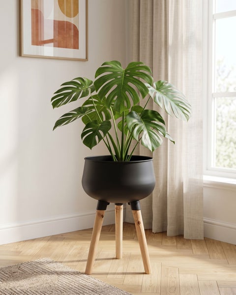 Große Monstera Pflanze in einem modernen schwarzen Pflanzkübel auf drei Holzbeinen in einem hellen, wohnlich eingerichteten Raum.