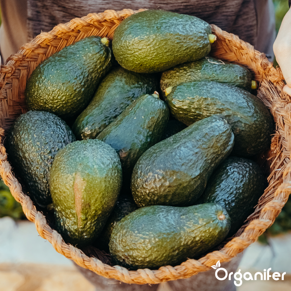 Geflochtener Korb gefüllt mit reifen Avocados. Organifer Logo.