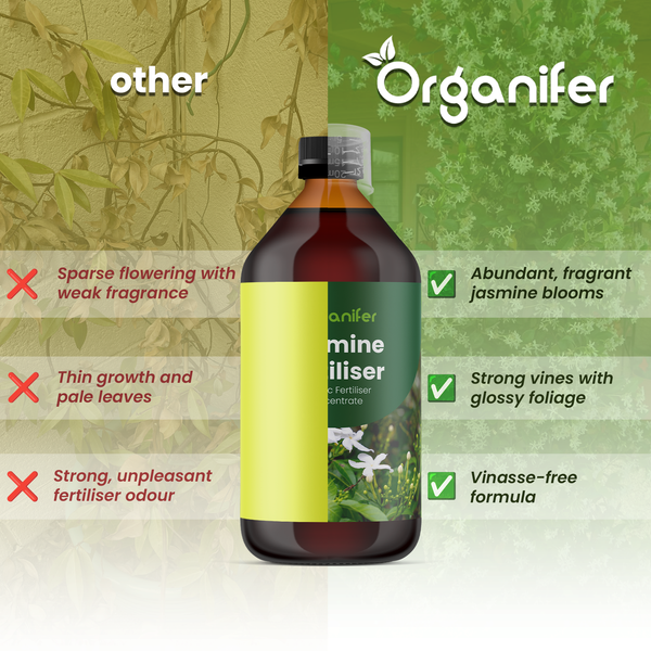 Organifer Jasmindünger im Vergleich: Üppige Blüten und kräftiges Wachstum gegen spärliche Blüte bei anderen Produkten.