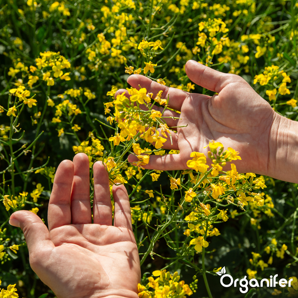 Zwei Hände halten gelbe Rapsblüten auf einem hellen Feld, Organifer Logo.