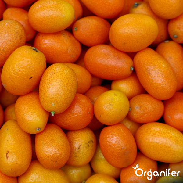 Nahaufnahme von zahlreichen frischen Kumquats. Organifer Logo.