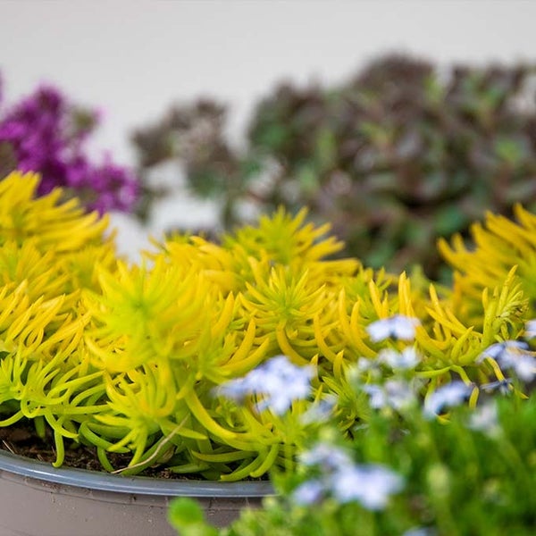 Bloomique - 6er-Mix - Sedum - Fetthenne - Gartenpflanzen - Winterhart - Immergrün - 10-15 cm Hoch - Topf 14 cm