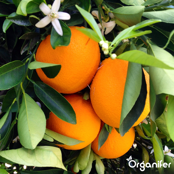 Orangen an einem Baum mit Blättern und Blüten. Organifer Logo.