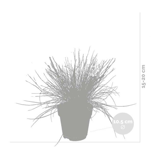 Bloomique - 3er-Set - Festuca Glauca Compacta Blue - Blau-Schwingel - Schaf-Schwingel - Ziergras - Gartenpflanzen - Winterhart - Höhe 20-30 cm - Topf 10,5 cm