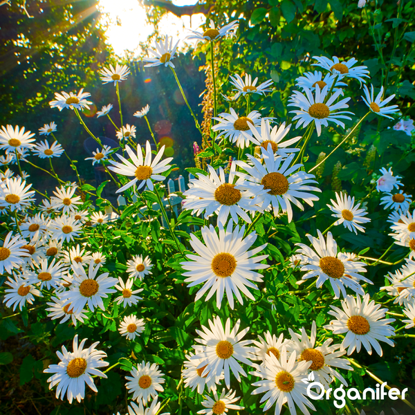Nahaufnahme blühender Margeriten mit weißen Blütenblättern und gelben Mitten in einem hellen Garten, Organifer Logo.