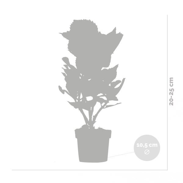 Bloomique - 3er-Set - Hydrangea Macrophylla Early Blue - Hortensie - Bauernhortensie - Gartenpflanzen - Winterhart - 20-30 cm Hoch - Topf 10,5 cm