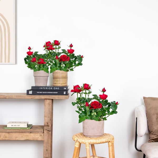 Bloomique - 3er-Set - Topfrosen Rot - Für drinnen und draußen geeignet - Zimmerpflanzen - Gartenpflanzen - Terrassenpflanzen - Winterhart - 20-30 cm Hoch - Topf 12 cm