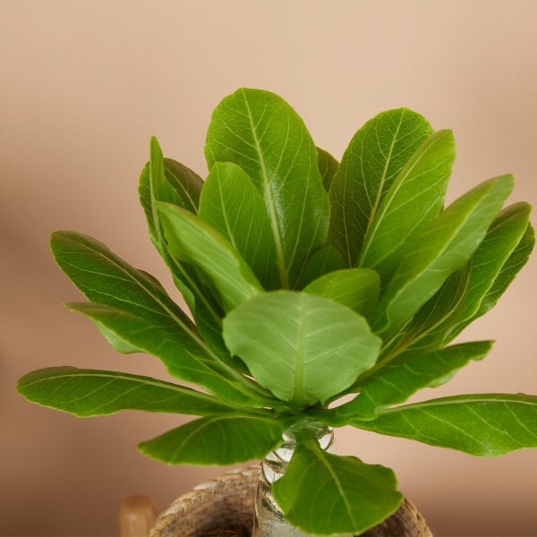 Bloomique – Brighamia Insignis – Hawaii-Palme – Zimmerpflanzen – Luftreinigend – Pflegeleicht – Topf 12 cm – 25–35 cm hoch