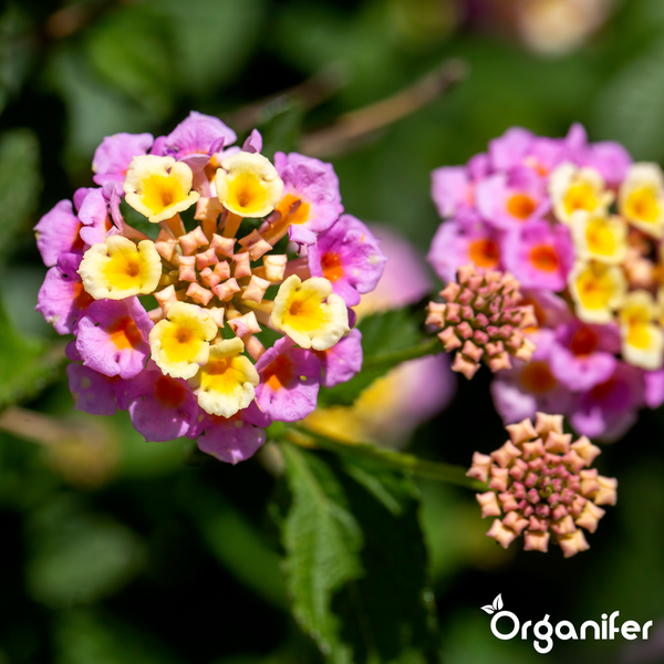 Blühendes Wandelröschen mit Knospen und Organifer Logo.