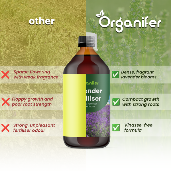 Organifer Logo auf Infografik zu Lavendeldünger: zeigt dichte Blüte, starke Wurzeln und vinassefreie Formel im Vergleich zu anderen Produkten.