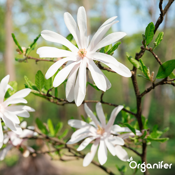 Blühende Sternmagnolie mit weißen sternförmigen Blüten und kleinen grünen Blättern an Ästen. Organifer Logo.
