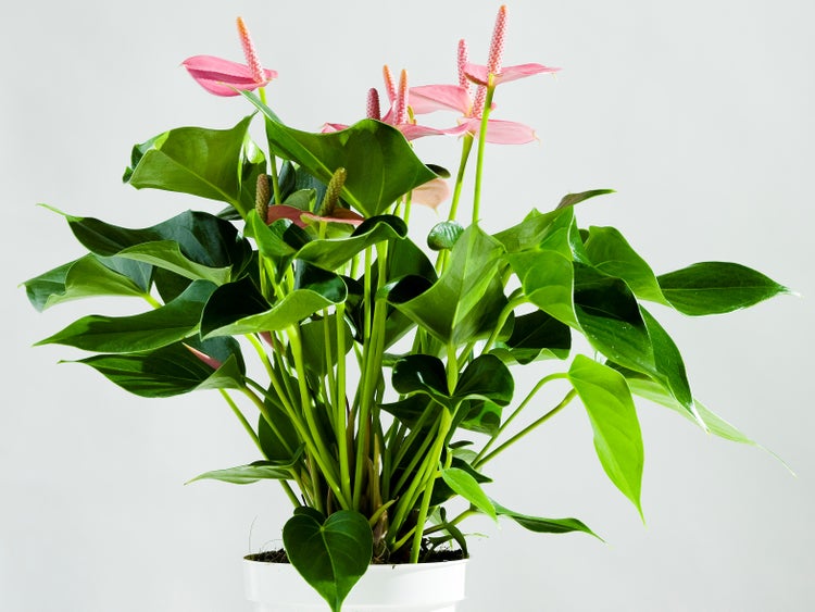 Bloomique - Anthurium Andreanum - Rosa - Flamingoblume - Blühende Zimmerpflanzen - Pflegeleicht - Höhe 30-40 cm - Topf 12 cm
