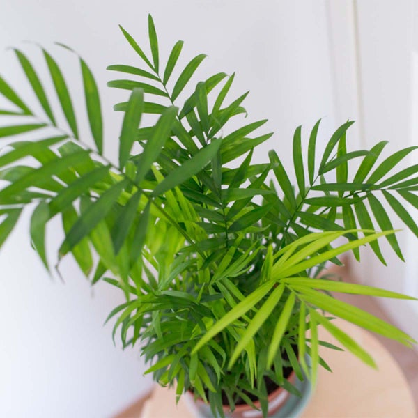 Bloomique - 2er-Set - Dypsis & Chamaedorea - Palme - Zimmerpflanzen - Luftreinigend - Tierfreundlich - 30-40 cm Hoch - Topf 12 cm
