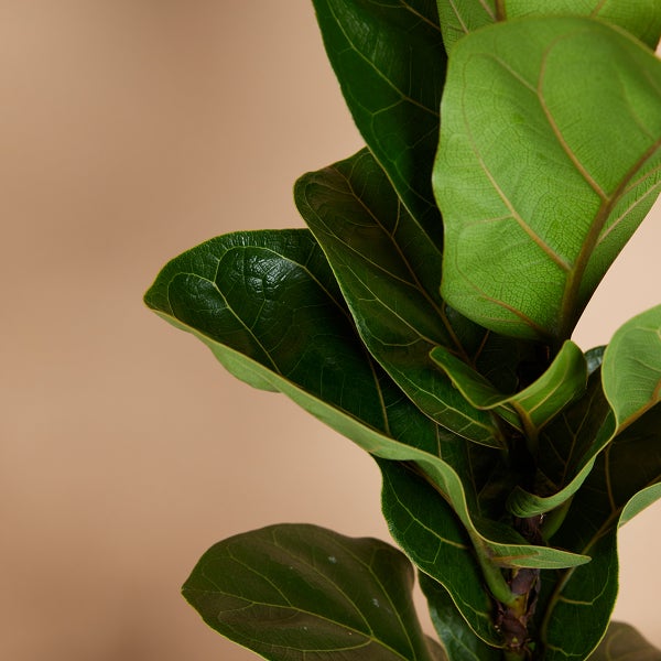 Bloomique - Ficus Lyrata Bambino - Geigenfeige - Zimmerpflanzen - Pflegeleicht - Luftreinigend - Höhe 30-40 cm - Topf 12 cm