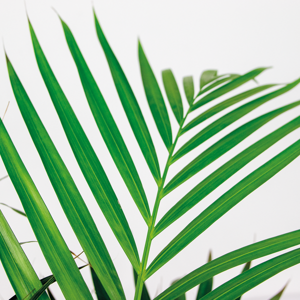 Bloomique - Dypsis Lutescens - Goldpalme - Areca - Palme - Zimmerpflanzen - Luftreinigend - Tierfreundlich - 100-110 cm Hoch - Rattan Korb 21 cm