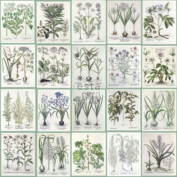 ESTAhome XXL-Vliestapete Seiten aus botanischen Büchern Hellgrau und Grün - 50 x 900 cm - 158826