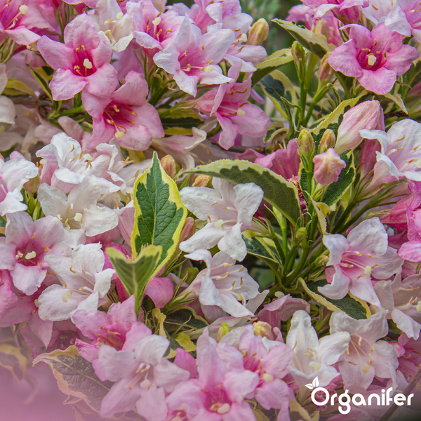 Nahaufnahme einer Weigelie mit rosa und weißen Blüten und buntlaubigen Blättern. Organifer Logo.