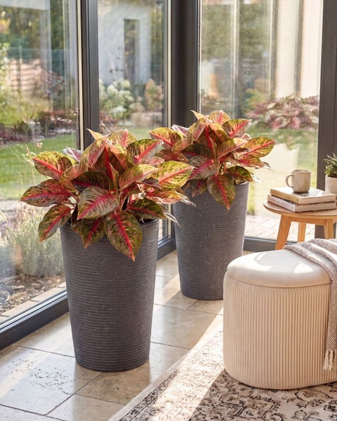 Zwei Aglaonema Zimmerpflanzen in hohen grauen Kunststoff Pflanzgefäßen mit strukturierter Oberfläche in einem hellen Wohnraum vor einer Glasfront.