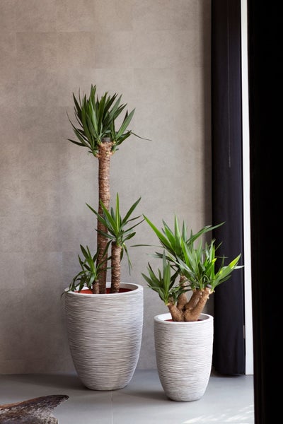 Zwei Yucca elephantipes Palmlilien in unterschiedlichen Größen in strukturierten weißen Übertöpfen vor einer grauen Wand.