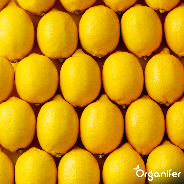 Viele ganze Zitronen dicht nebeneinander. Organifer Logo.