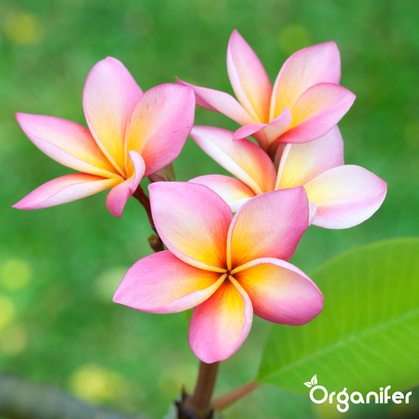 Frangipani Blüten mit gelbem Zentrum auf einem Stiel neben einem Blatt, Organifer Logo