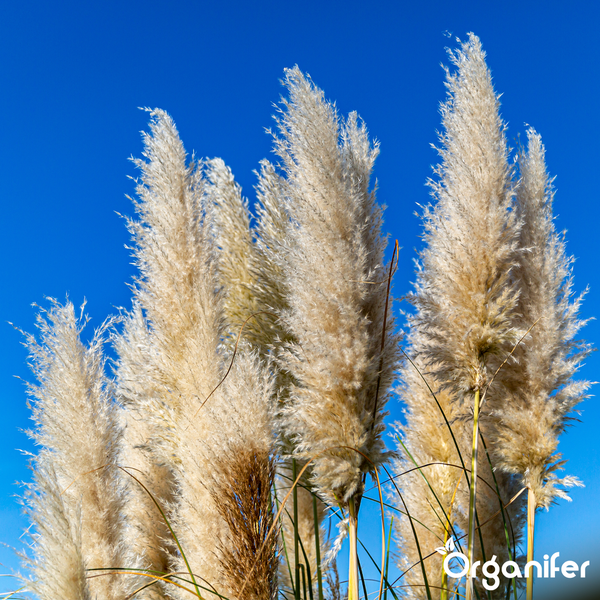 Pampasgras Cortaderia selloana mit fedrigen Blütenwedeln. Organifer Logo.