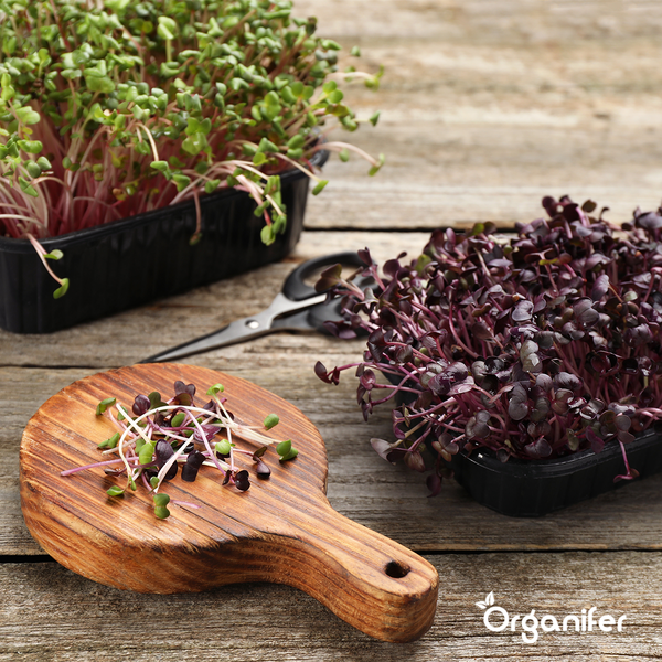Mikrogrün (Babyleaf & Microleaf) Paket - 12 Arten - Organifer