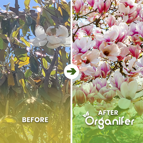 Vorher-Nachher-Vergleich einer Magnolie nach Anwendung von Organifer Dünger mit verbesserter Blütenbildung. Organifer Logo.