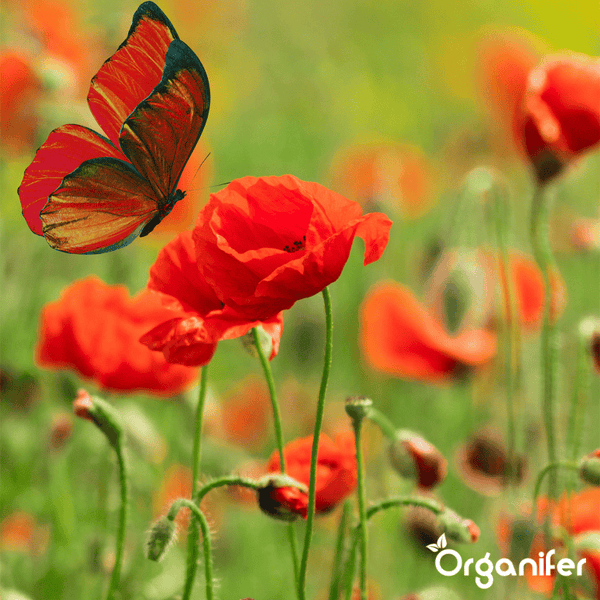 Schmetterling auf einer Mohnblume in einem Feld, Organifer Logo.